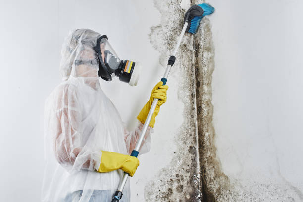 Why You Should Choose Our Mold Remediation Services in Palestine, TX